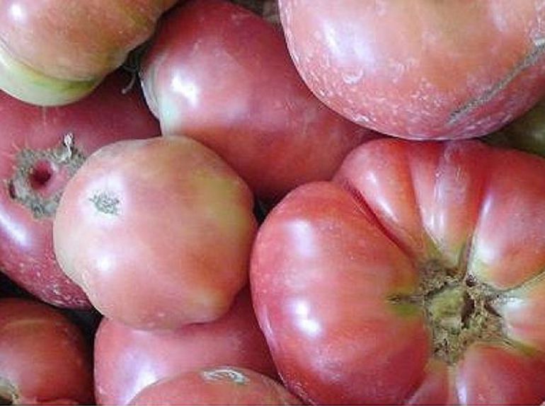 Malas lluvias para el tomate rosa | Radio Zaragoza | Cadena SER