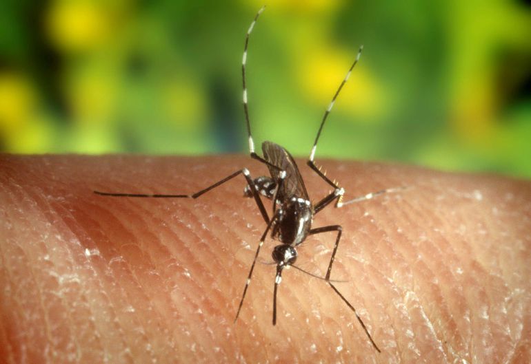 Chikungunya: "Murcia es zona de alto riesgo para el chikungunya"