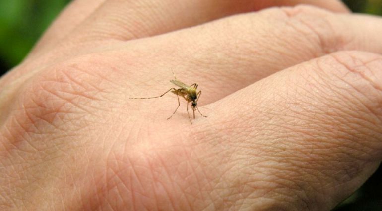 Chikungunya: "Indicios" de mosquito tigre en Irun