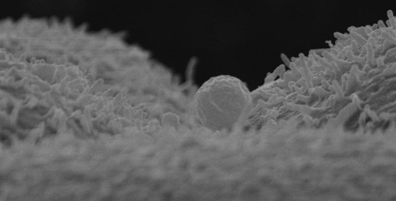 Imagen microscópica electrónica de la unión de un exosoma materno procedente del endometrio, a una célula de un embrión de ratón.
