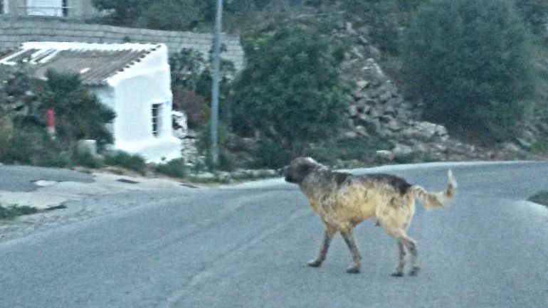 Imagen de uno de los perros sueltos en la Sierra de Churriana facilitada por los vecinos