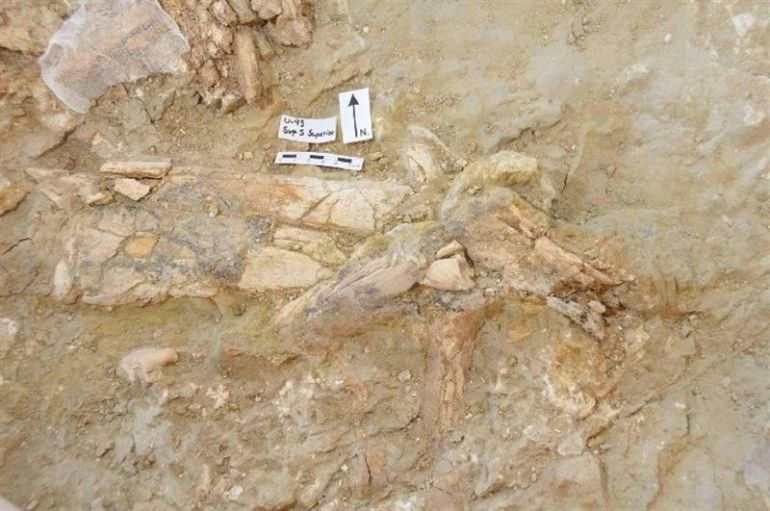 Restos en los yacimientos paleontológicos de Orce(Granada)