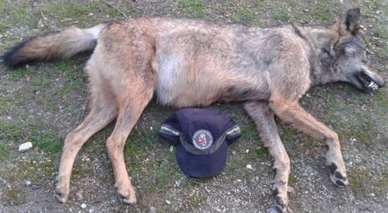 Cadáver del lobo encontrado en Manzanares el Real