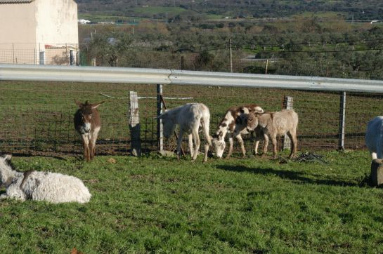 Un grupo de burros en el prado