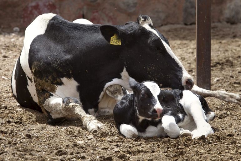 Una vaca y su ternero en una explotación agrícola. 
