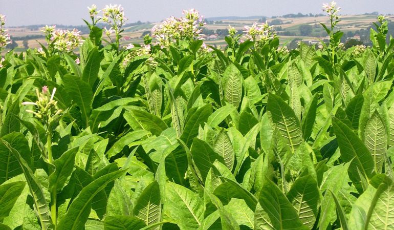 El cultivo de tabaco se introdujo en Candeleda hace más de cien años