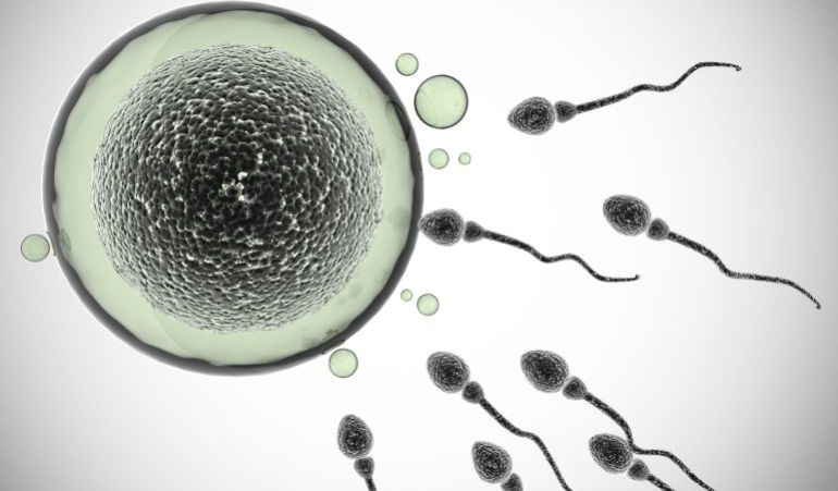 Reproduccion Asistida Vitrificacion De Espermatozoides Para Casos De Muy Baja Calidad Seminal Radio Valencia Actualidad Cadena Ser