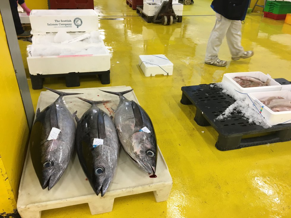 Mayoristas exponen piezas de pescado. Mayoristas exponen piezas de pescado.