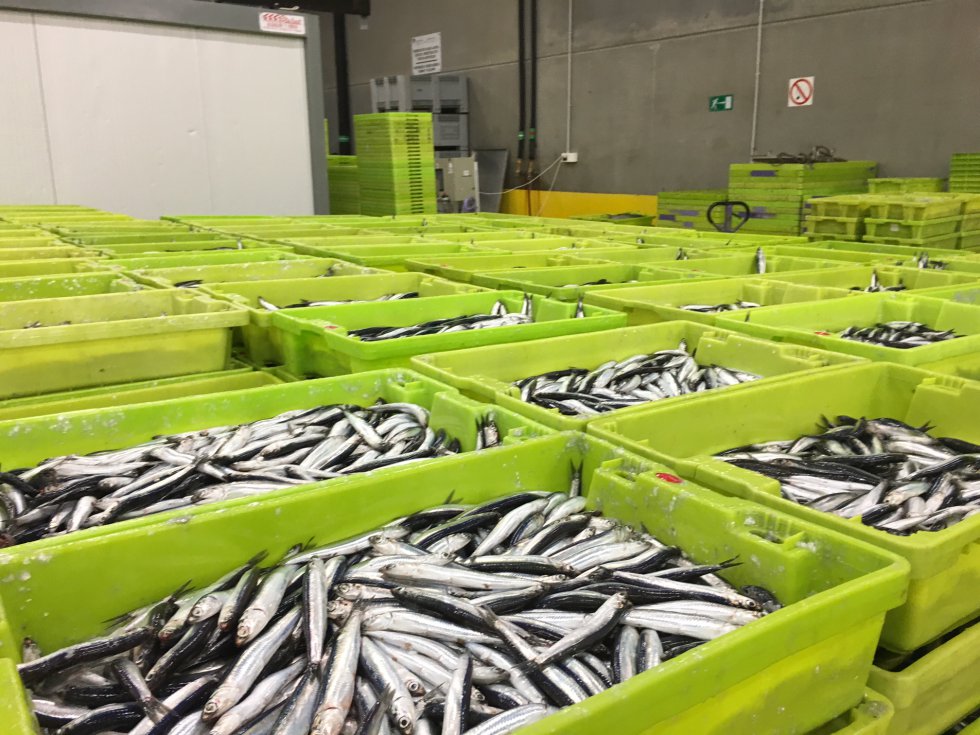 Las primeras anchoas de la temporada antes de la subasta. Las primeras anchoas de la temporada antes de la subasta.