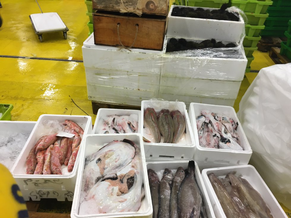 Diferentes especies llegan a la lonja cada día para subastarse. Diferentes especies llegan a la lonja cada día para subastarse.