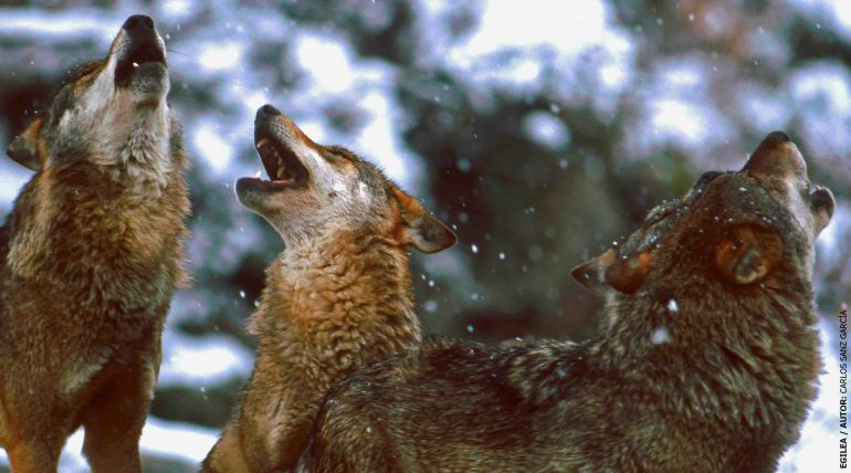 La Diputación de Bizkaia sabía que estaba autorizando la batida de los  últimos lobos de Euskadi | radio_bilbao | Hora 14 Bizkaia | Cadena SER