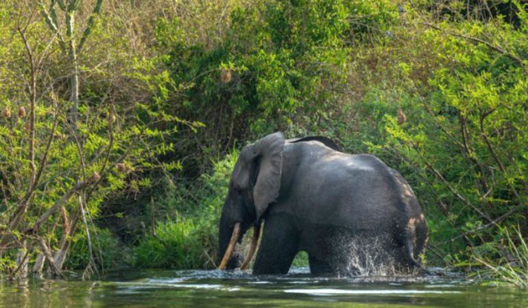 Imagen de un ejemplar de elefante salvaje africano