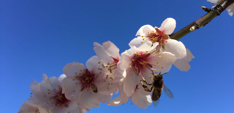 La labor de las abejas | SER Cuenca | Cadena SER