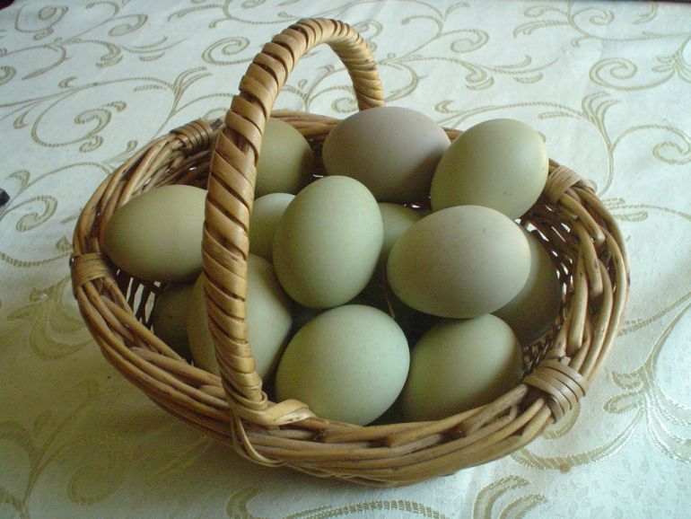 Huevos de color verde que son los que ponen las gallinas ameraucanas