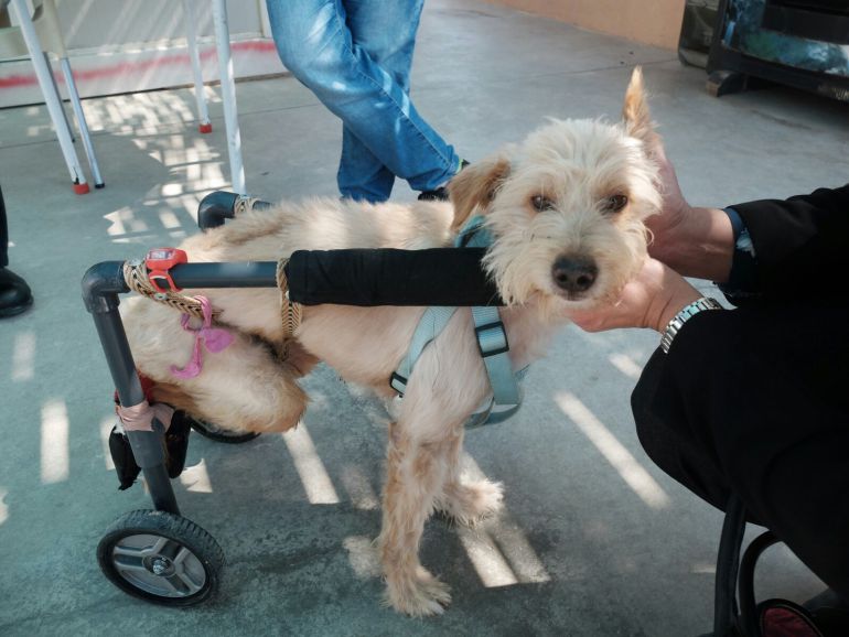 ADOPCIÓN DE ANIMALES MÁLAGA: historia de Atila, un perro con discapacidad | ser_malaga | Hoy por Hoy Málaga | Cadena