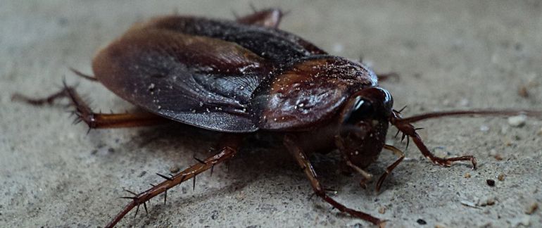 Plagas de insectos: La primavera y las cucarachas