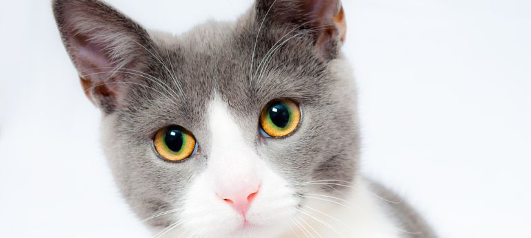 Demonio Disciplina abajo Gatos en casa: Adoptamos un gato, ¿cómo preparamos nuestra casa? | Radio  Bilbao | Cadena SER