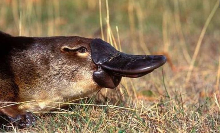 A Que Especie Pertenece El Ornitorrinco