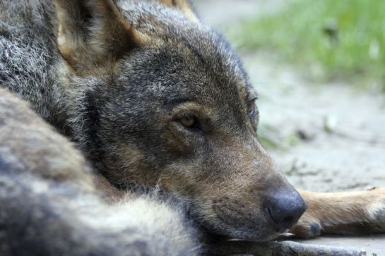 Ha regresado el lobo? | Radio Extremadura | Cadena SER