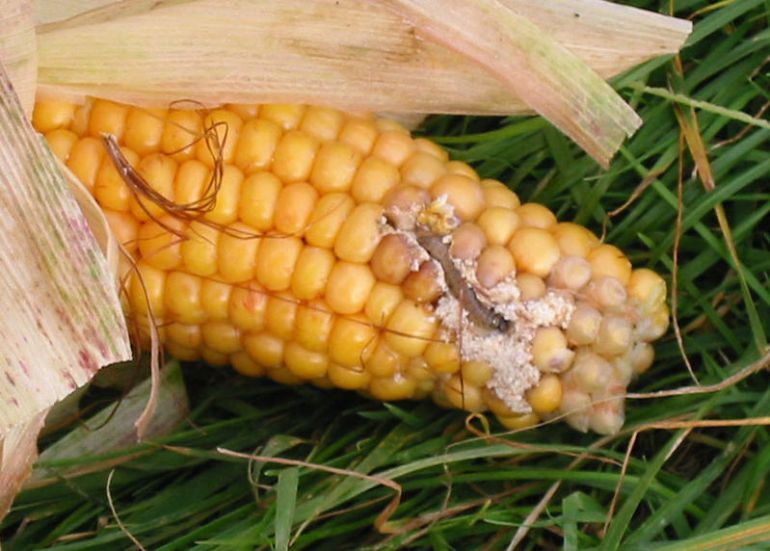 Un plaga de gusano gris amenaza el cultivo de maíz en la provincia | Radio  León | Cadena SER