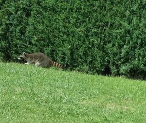 Castilla-La Mancha: Un mapache se queda a vivir en la piscina de ...
