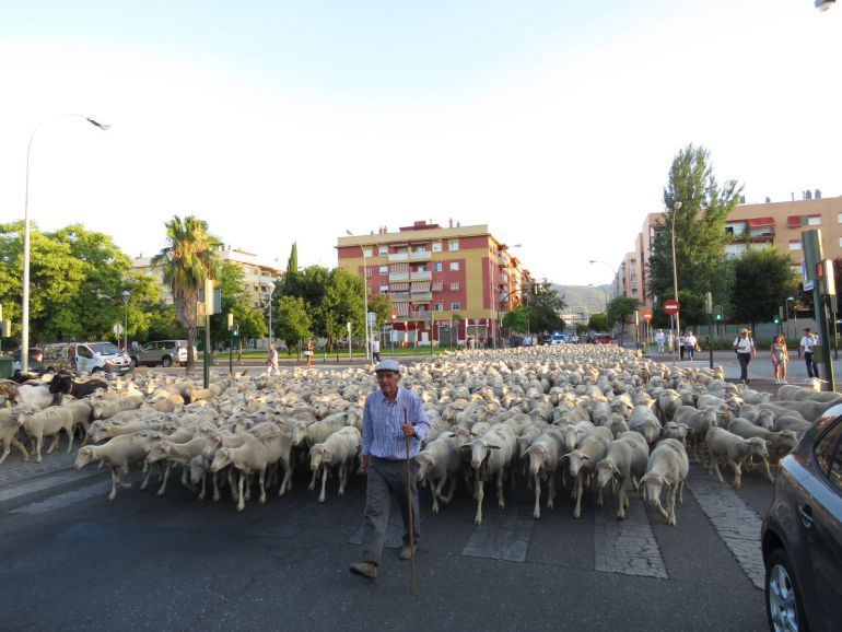 Rebaño de ovejas cruzando la ciudad