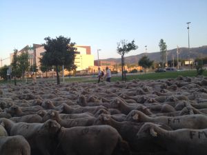 Un rebaño de 1500 ovejas cruza la ciudad camino de la camapiña cordobesa