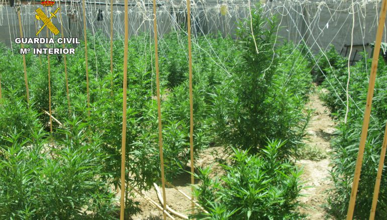 Desmantelan una plantación de marihuana en Librilla