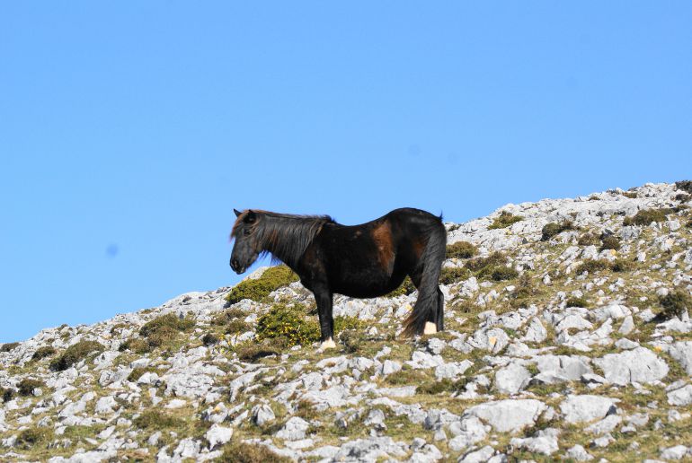 Ejemplar de caballo Asturcón sobre la majada de Espineres, en Sueve (Piloña)