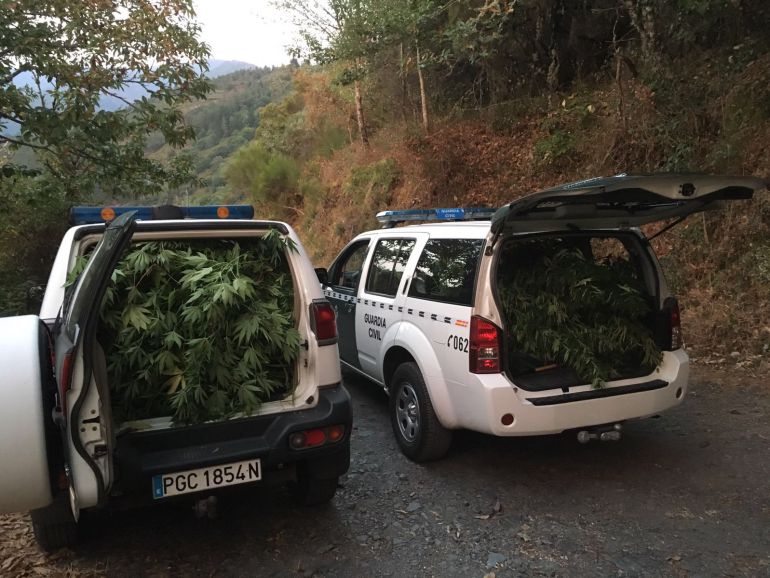 Vehículos de la Guardia Civil con las plantas de cannabis incautadas