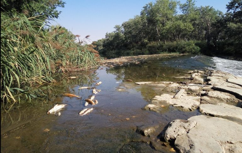 Peces muertos en el río Henares 