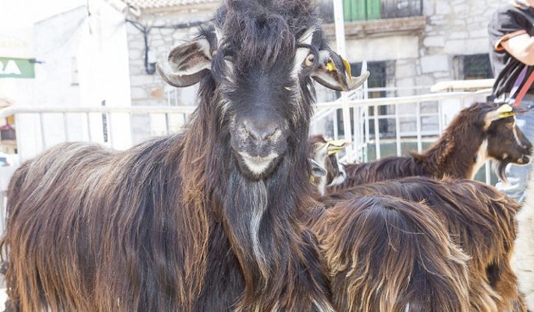 El consistorio de El Boalo apuesta por un rebaño municipal de cabras de la Sierra de Guadarrama para hacer compatible la actividad ganadera con la protección medioambiental