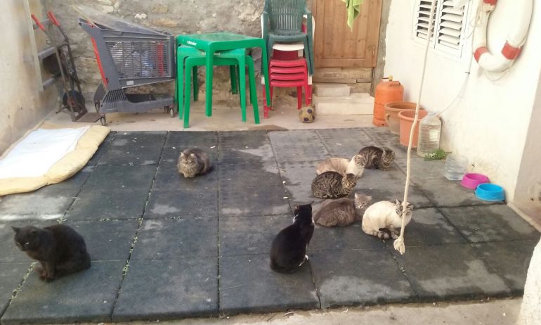 Colonia de gatos en Tabarca
