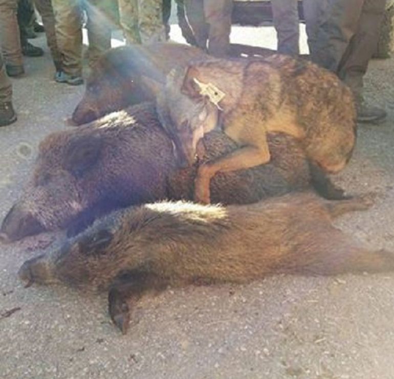 La asociación ANADEL carga contra la política de caza de lobos en Palencia