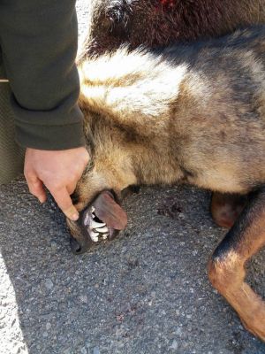 Foto con la que se quiere denunciar la caza de lobos en Palencia