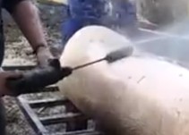 El invento de un polense revoluciona la matanza y se hace viral en internet