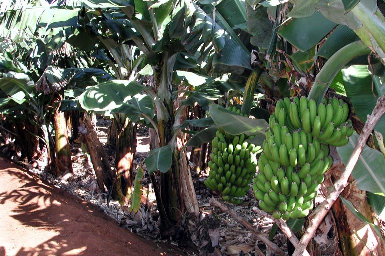 La piña tropical y el plátano han sido dos de los cultivos mas perjudicados.