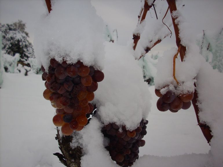 La uva se prensa y se vendimia con temperaturas bajo cero