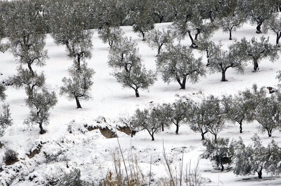 Campo de olivos nevados en Benassau Campo de olivos nevados en Benassau