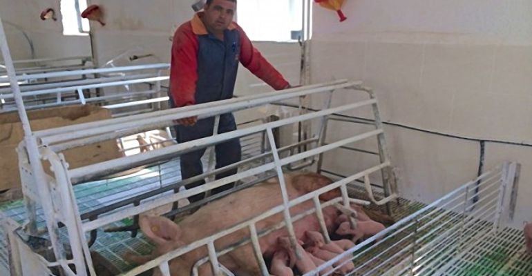 Un propietario de una granja porcina en Vilches.