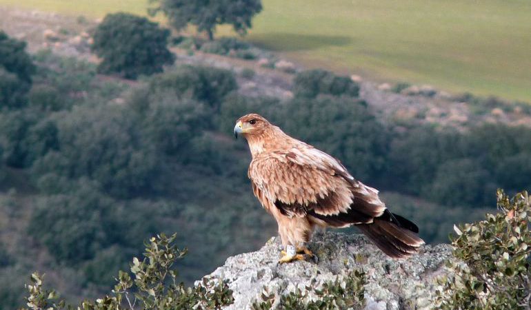 Águila imperial en Cabañeros