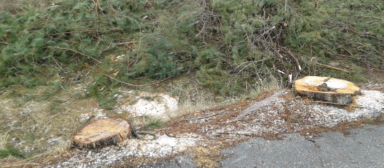 Medio Ambiente: Denuncian ante la Guardia Civil al Ayuntamiento de Barruelo  por una tala de árboles | Radio Palencia | Actualidad | Cadena SER