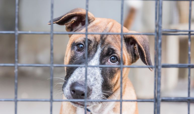 Madrid prohíbe la de la eutanasia con mascotas abandonadas | Radio Madrid | Cadena SER