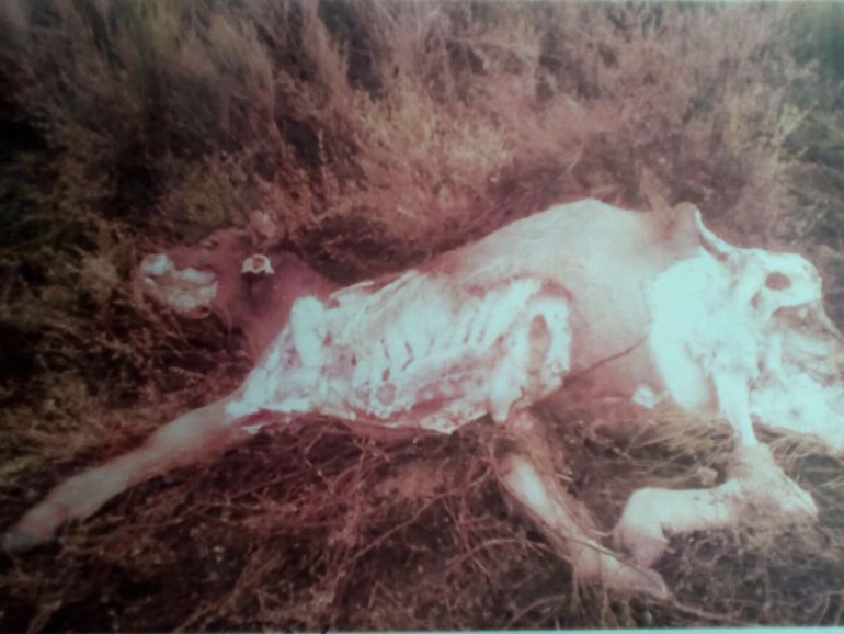 Imagen del ganado tras el ataque