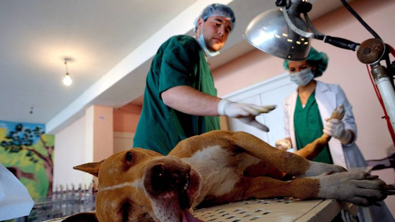 Un veterinario prepara a un perro para intervenirle quirúrgicamente