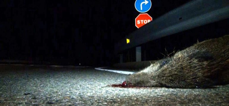 Un senglar mort en una carretera catalana.