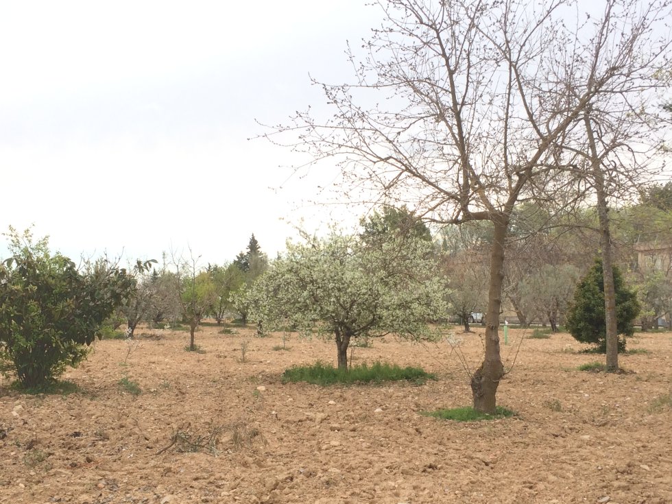 Entre los árboles que tienen en el CREA, algunos frutales Entre los árboles que tienen en el CREA, algunos frutales