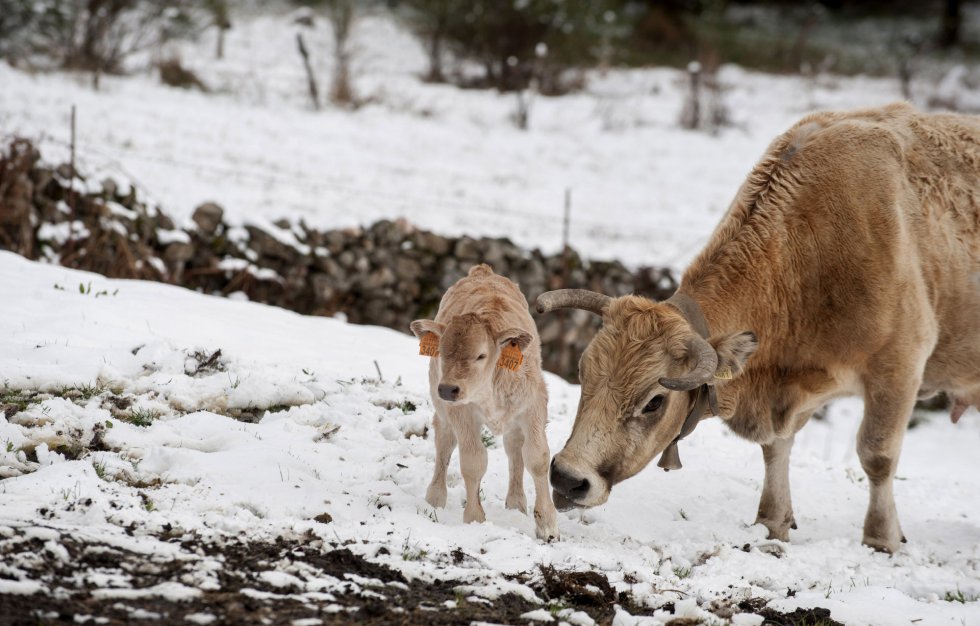 Las vacas y sus crias "jugando" con la nieve Las vacas y sus crias "jugando" con la nieve