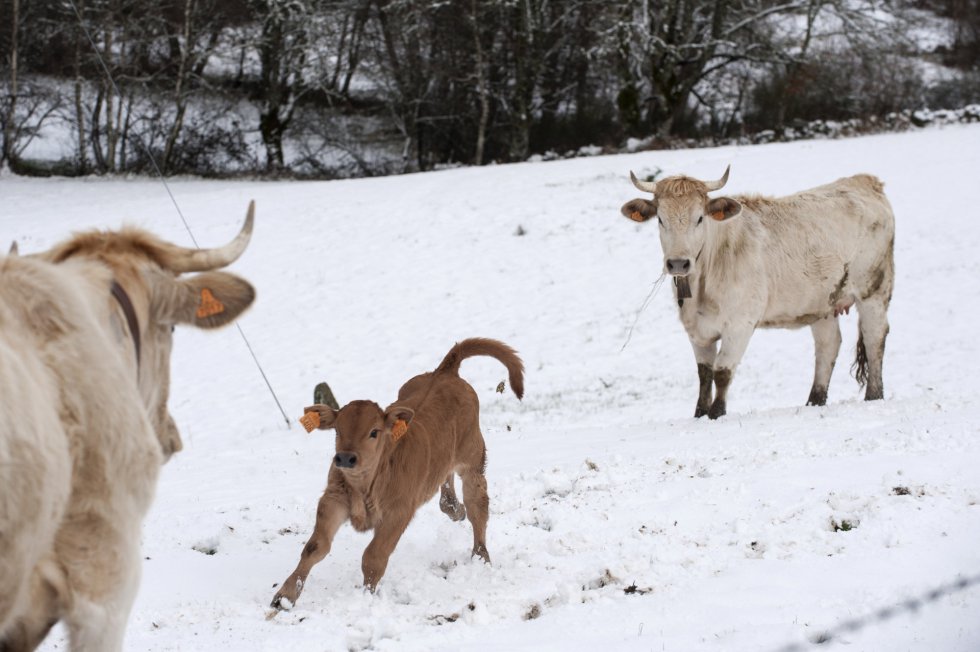 Las vacas y sus crias "jugando" con la nieve Las vacas y sus crias "jugando" con la nieve