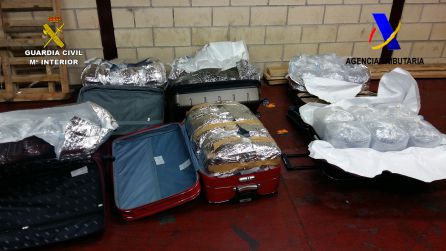 Incautados en el aeropuerto de Bilbao 40 kilos de angulas vivas con destino China